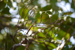 Dendrobium herbaceum